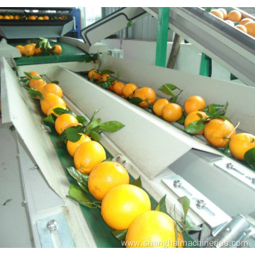 Tomato And Grading And Packaging Machine